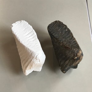 3D-utskriven kindtand av ullhårig mammut - Kopia av fossil från Nordsjön