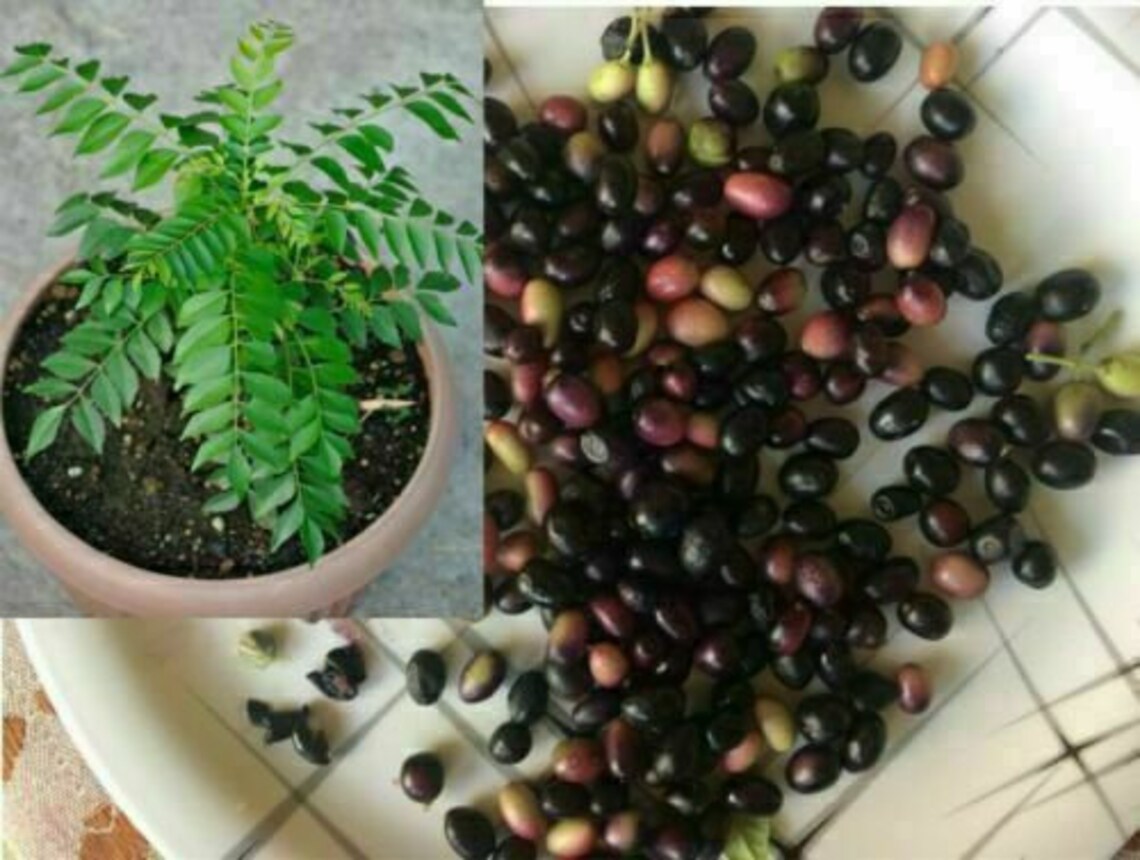 Curry leaves seedsCurry leaf seeds for home garden & Etsy