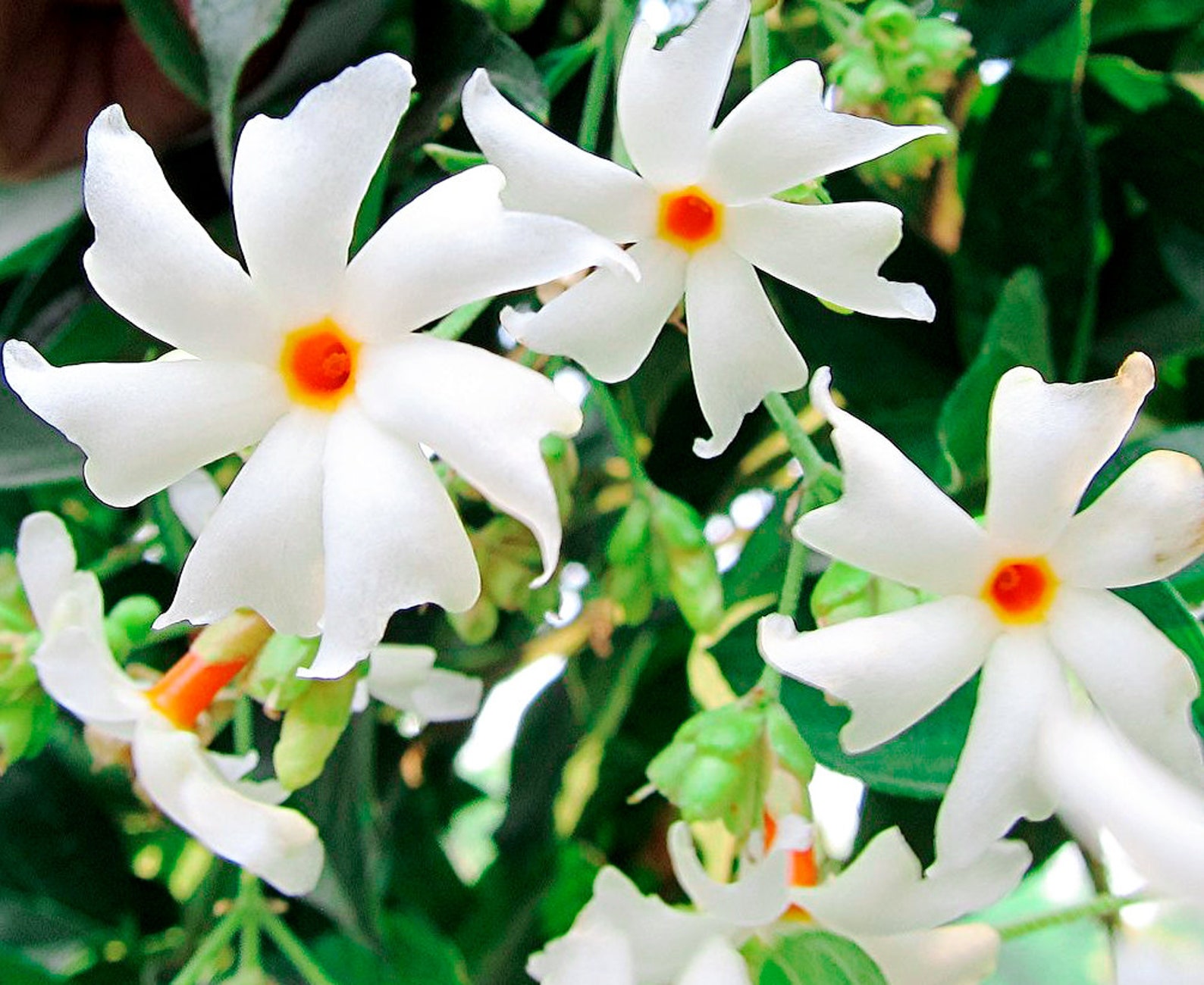 10 ParijatHarsingarNight Flowering JasmineNightflowering Etsy