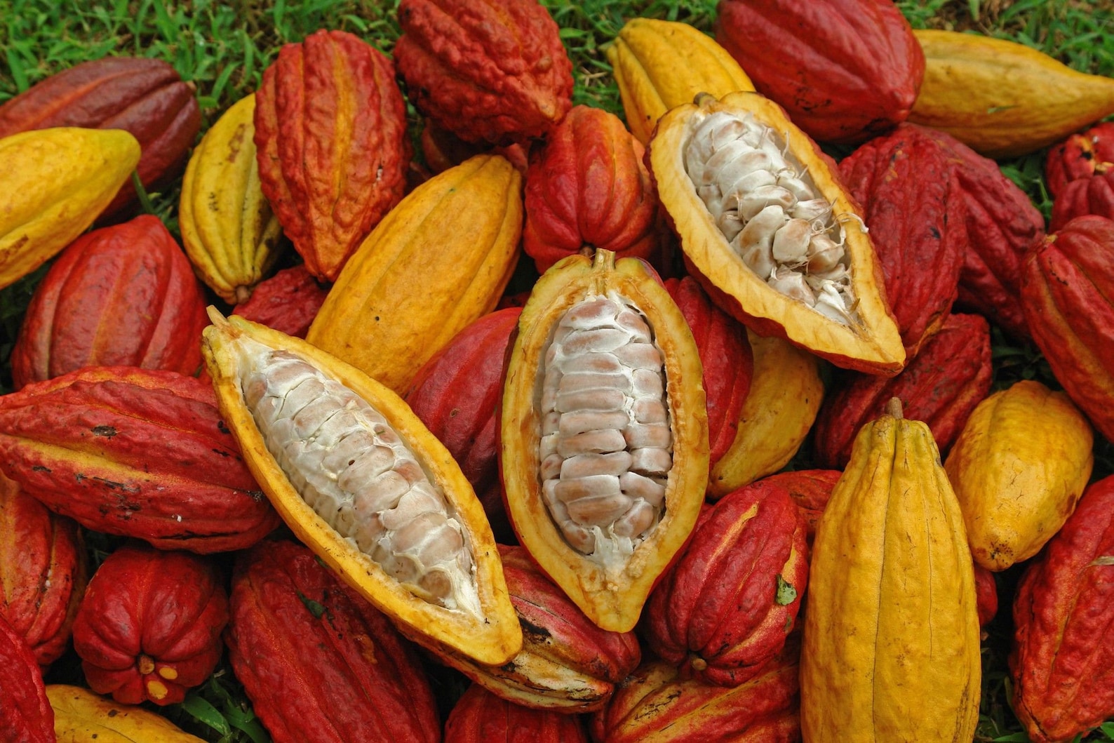 100 RED COCOA SEEDS Cacao Seeds Theobroma Grow Your Own Etsy