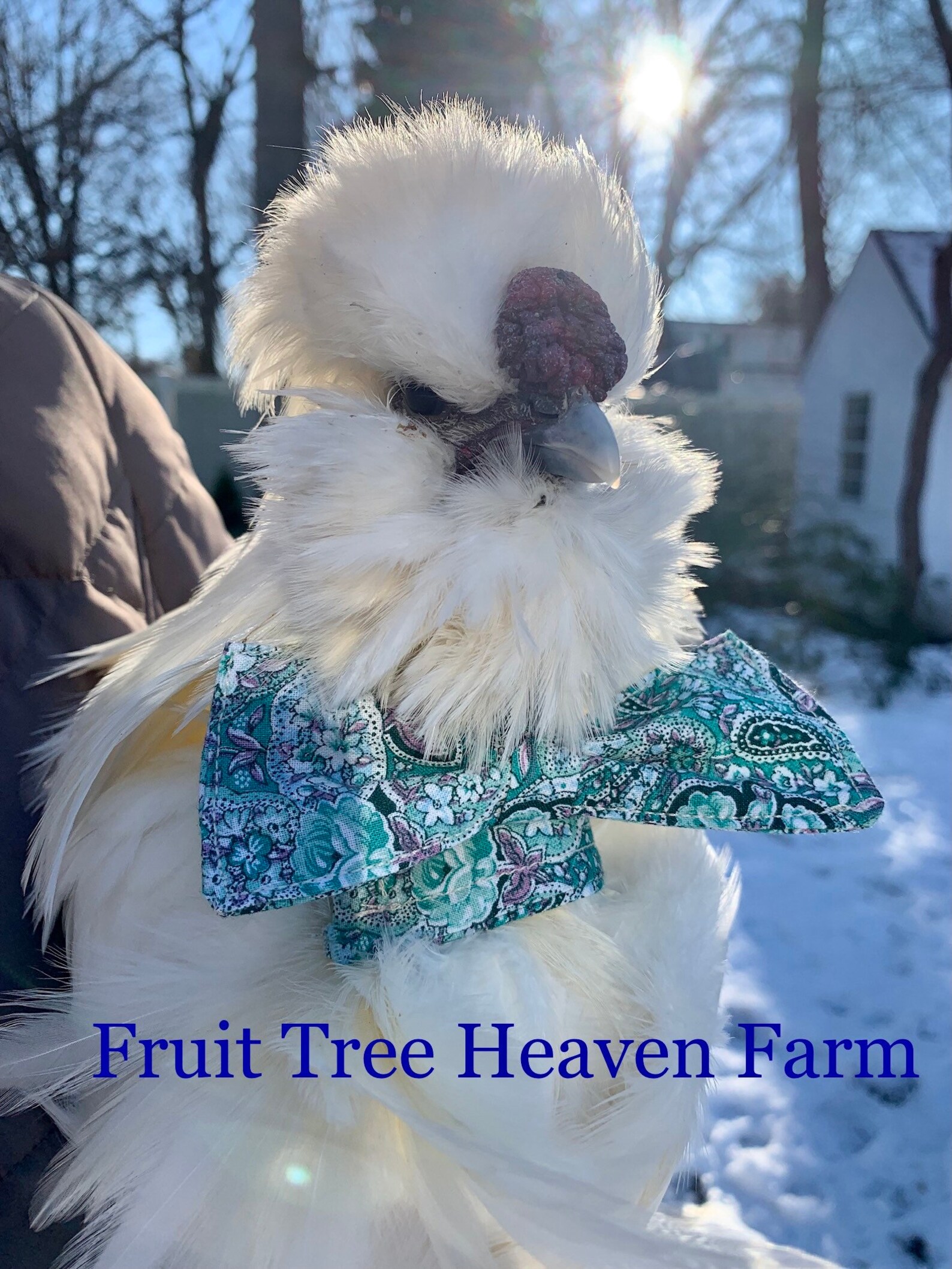 Low Crow Rooster Collar Etsy