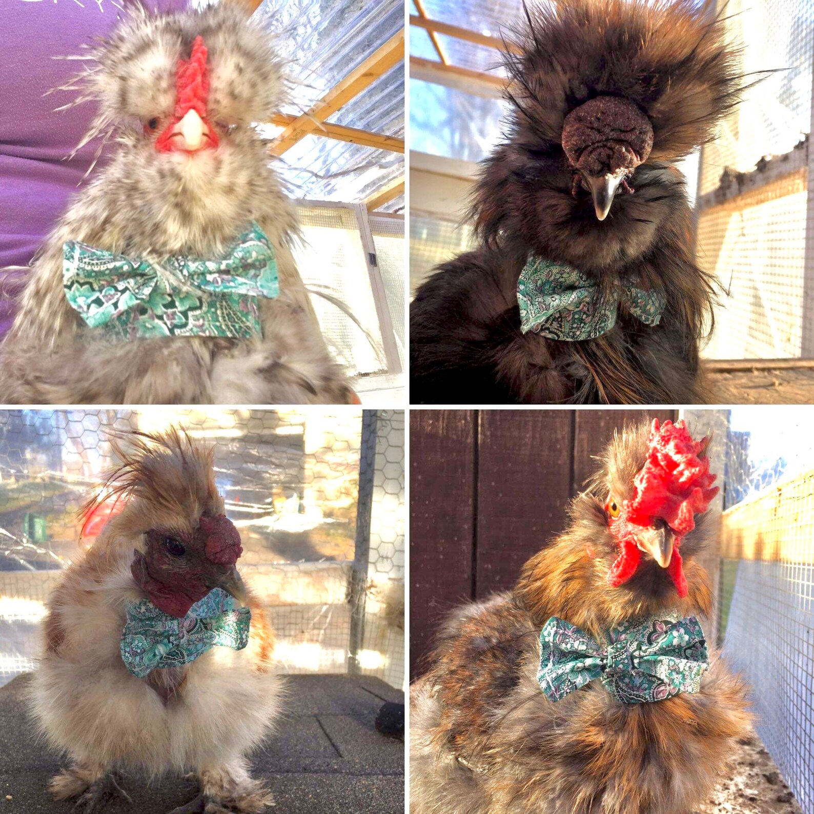 Low Crow Rooster Collar Etsy