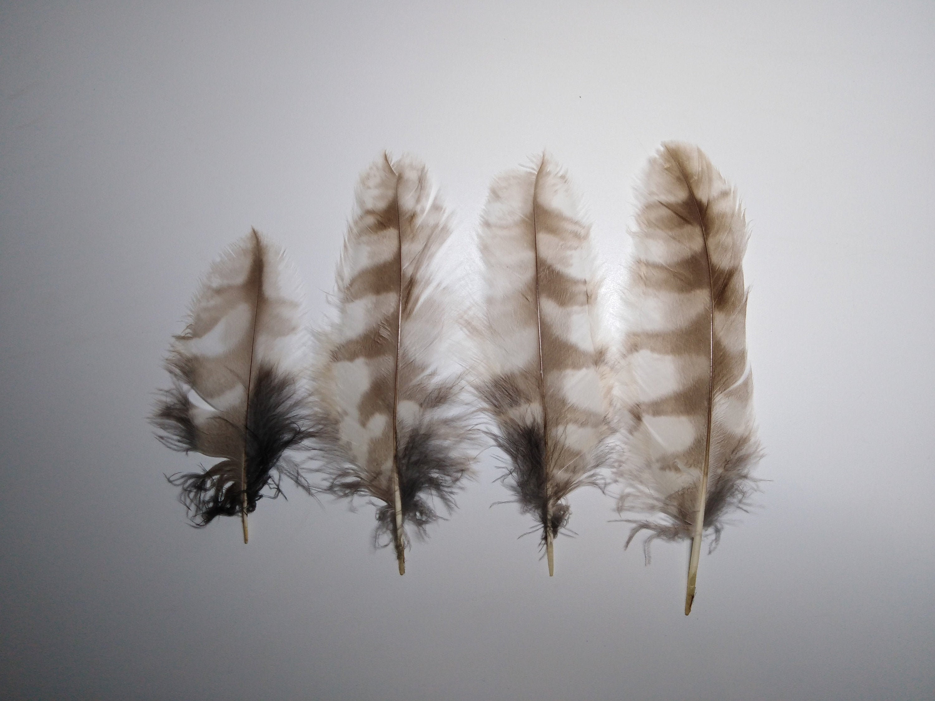 SET 4pcBúho ursural pluma de búho real plumas de búho gris Etsy