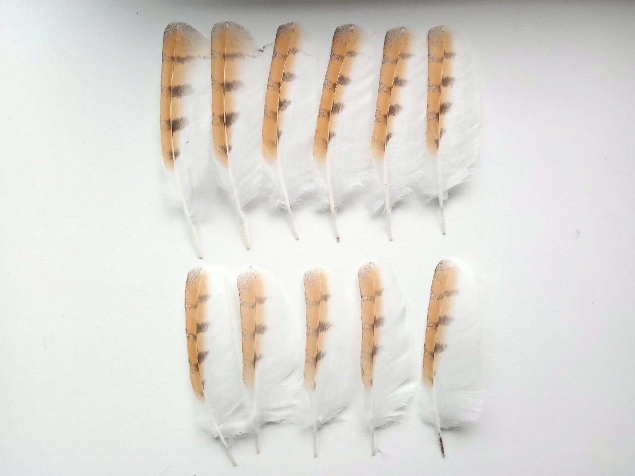 1 pc Tyto alba owl feather real owl feathers owl feathers Etsy