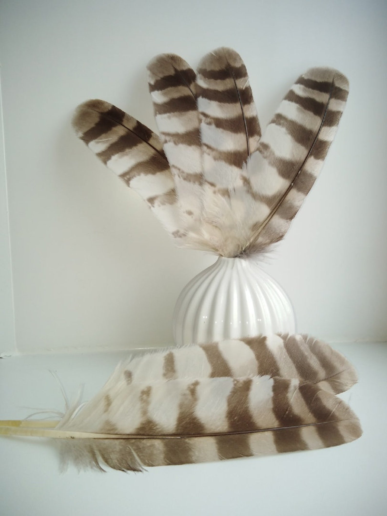 1 pc Ural owl owl feather real owl feathersowl feathers Etsy