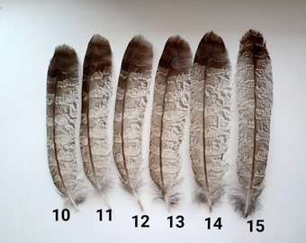 10-15 cm long DIY beautiful feather tr 10 rare natural owl feathers 4-6 inches