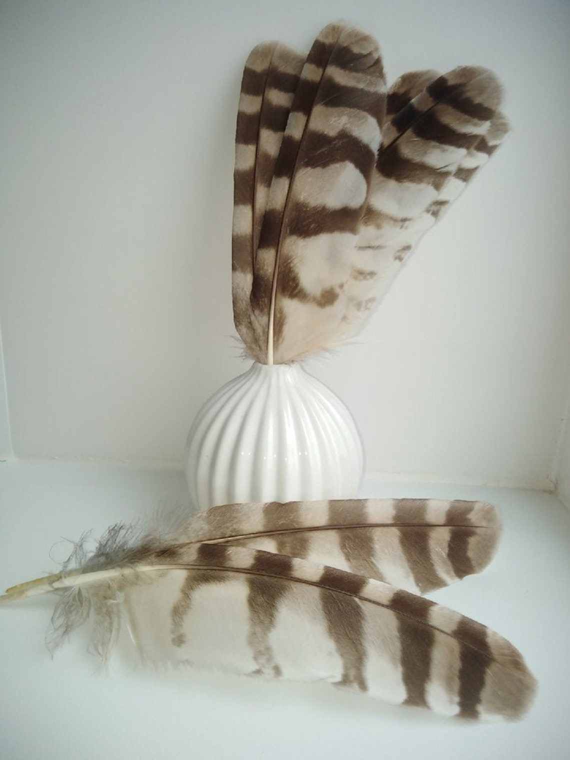 1 pc Ural owl owl feather real owl feathersowl feathers Etsy