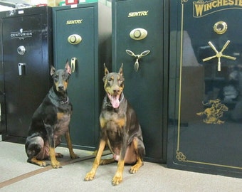 May include: Two Doberman Pinscher dogs sitting in front of three safes. The safes are black and have gold accents. The safes are labeled "Sentry" and "Winchester".
