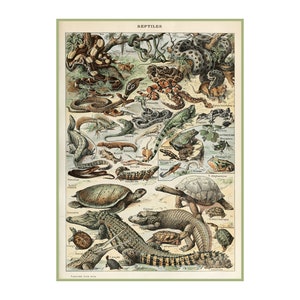 Decoration Poster.Reptiles.Room home interior wall design.Quality reproduction decor art print.Biology illustration.
