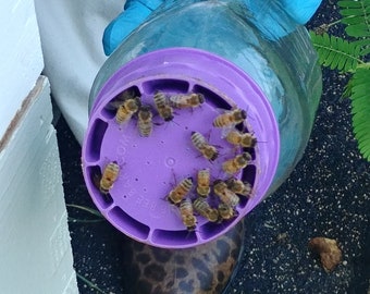 Honeybee Feeder no rust Caps for feeding honey bees