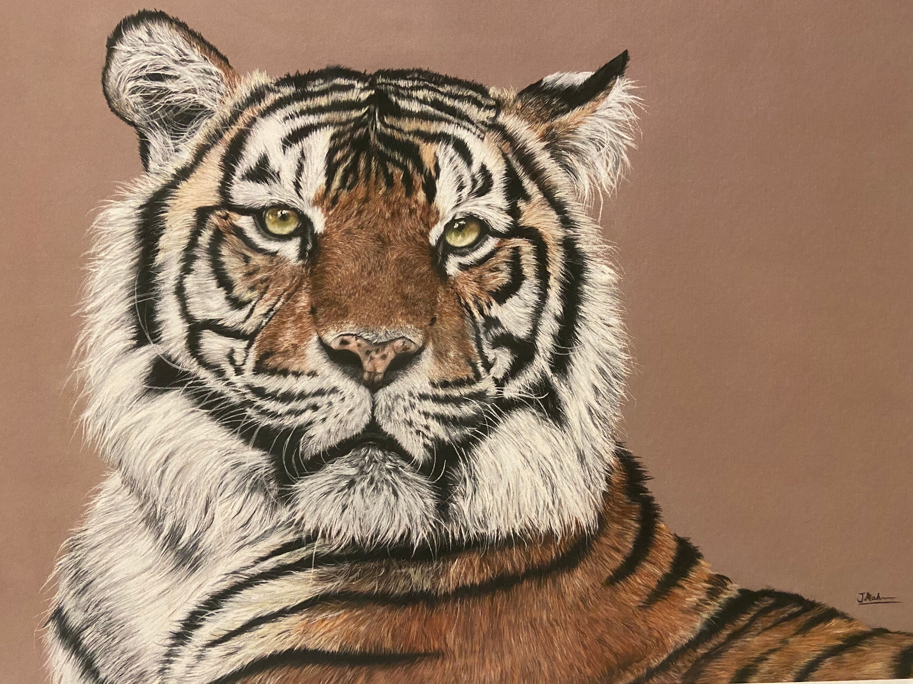 Tiger Print Mounted A4 Etsy