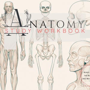 May include: Anatomy study workbook featuring detailed illustrations of the human skeletal and muscular systems. The cover displays the text "ANATOMY STUDY WORKBOOK" and "BONES AND FILL-IN-THE-BLANKS BLACK AND WHITE WORKBOOK". The illustrations are in monochrome.