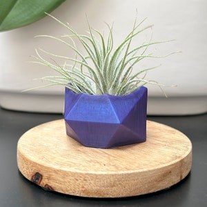 Geometric Air Plant Holder Colorful vase with Air Plant  shape Tillandsia Decor House Gift Desk Accessory plant holder