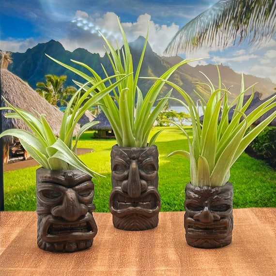 Air Plant Holder Tiki Planter Tiki Air Plant Pot Tillandsia Abdita Planter  Tiki Decor Fun Island Gift - Etsy
