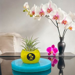 Custom Air Plant Holder Colorful vase with Air Plant Light Color with Dark Graphic Tillandsia Decor House Gift Desk Accessory plant pot