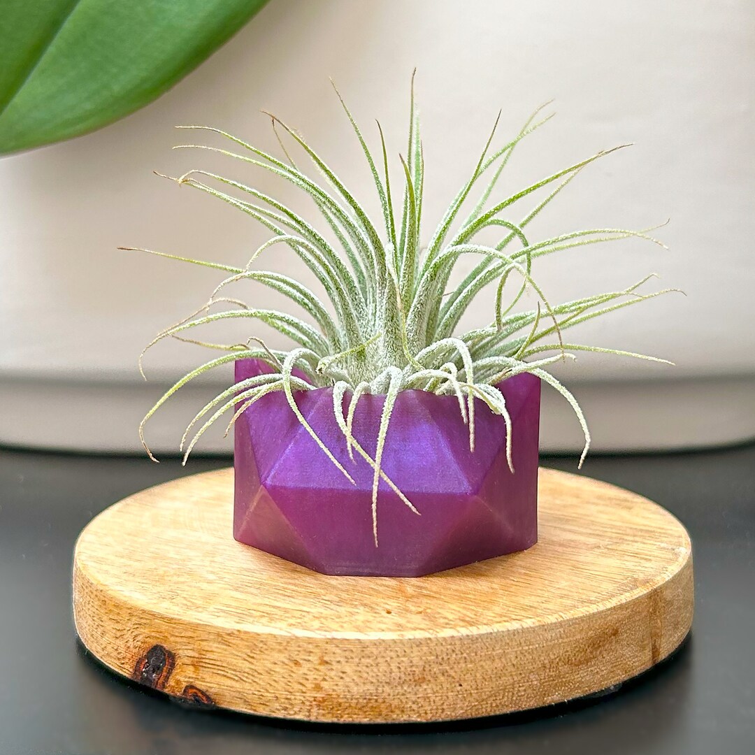 Air Plant Holder Colorful Vase With Air Plant Geometric Shape