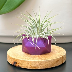 Air Plant Holder Colorful vase with Air Plant Geometric shape Tillandsia Decor House Gift Desk Accessory plant holder