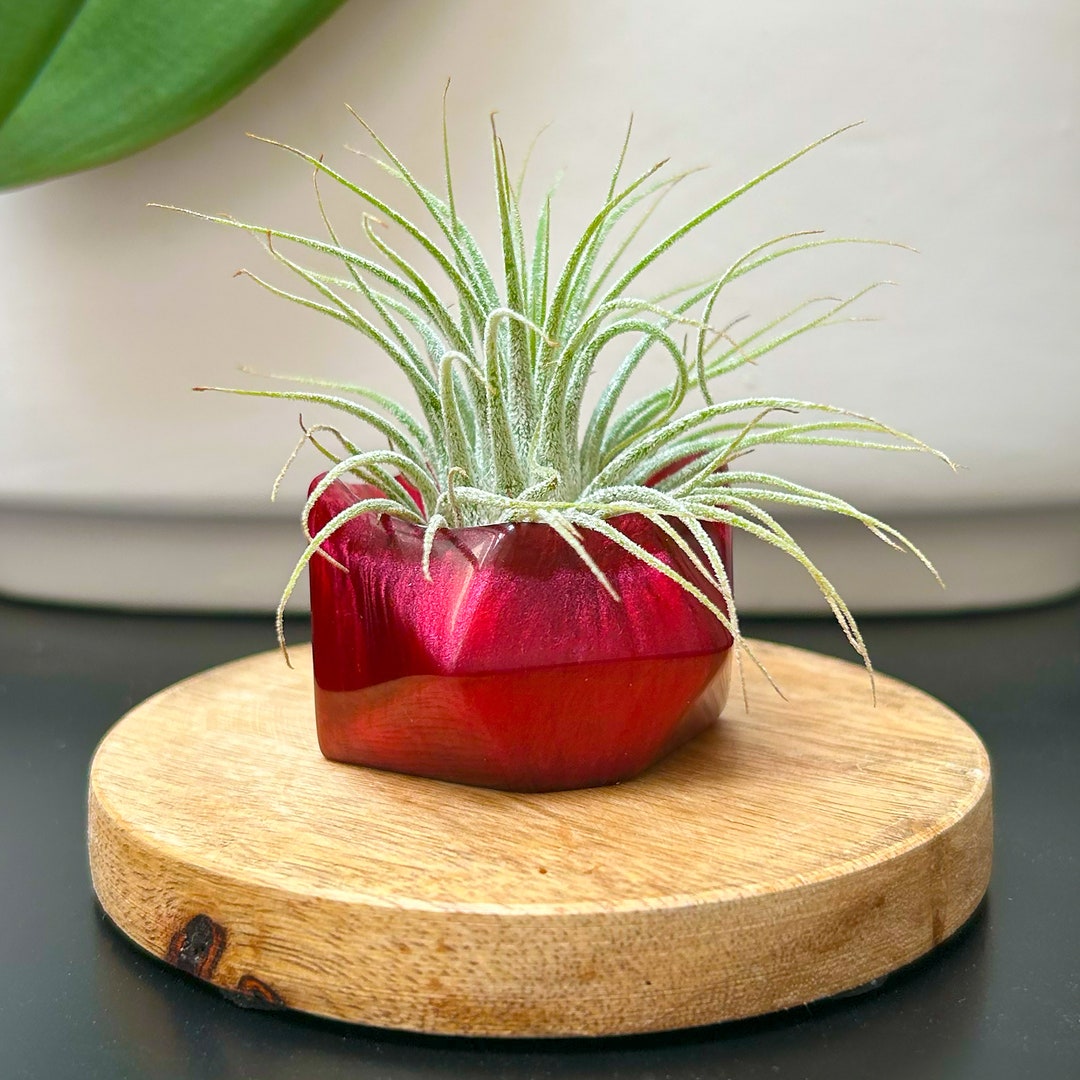 Air Plant Holder Geometric Shape Colorful Vase With Air Plant