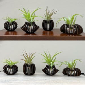 May include: Six air plants displayed in dark brown, slotted wooden holders. The plants have green and tan foliage. The holders are arranged on a wooden shelf. The design creates a natural, decorative display for the plants.