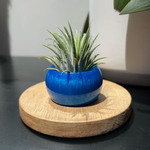 Luftpflanzenhalter Bunte Vase mit Luftpflanze Tillandsia Dekor Haus Geschenk Schreibtisch Accessoire Pflanzenhalter