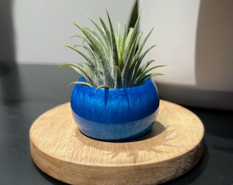 Vendita Online Pianta Tillandsia in Vetro- Online|Vivaio Mondo Piante