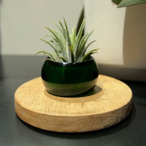 Colorful Air Plant Holder Tillandsia vase with Air Plant Decor House Gift Desk Accessory plant pot