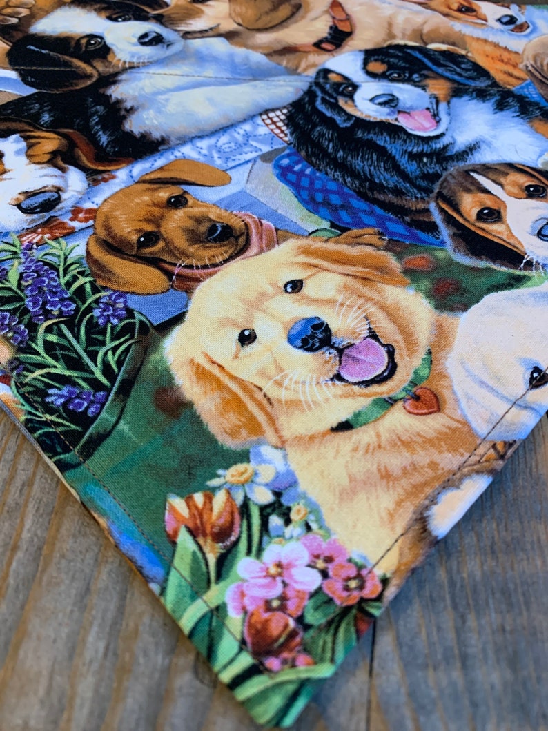 petsmart bunny supplies