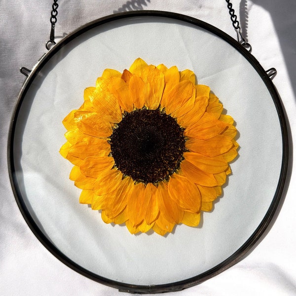 Sunflower Pressed Flower Frame | Wall Decor | Pressed Flower Art | Pressed Sunflower