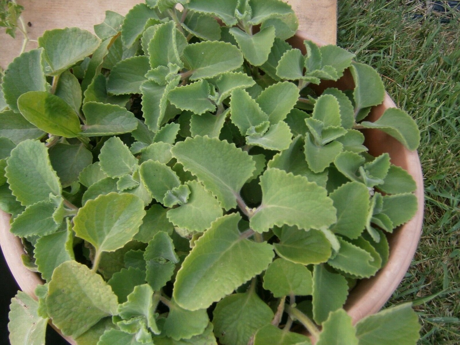 Wild Oregano LIVE Plant Better Known as Cuban Oregano Etsy