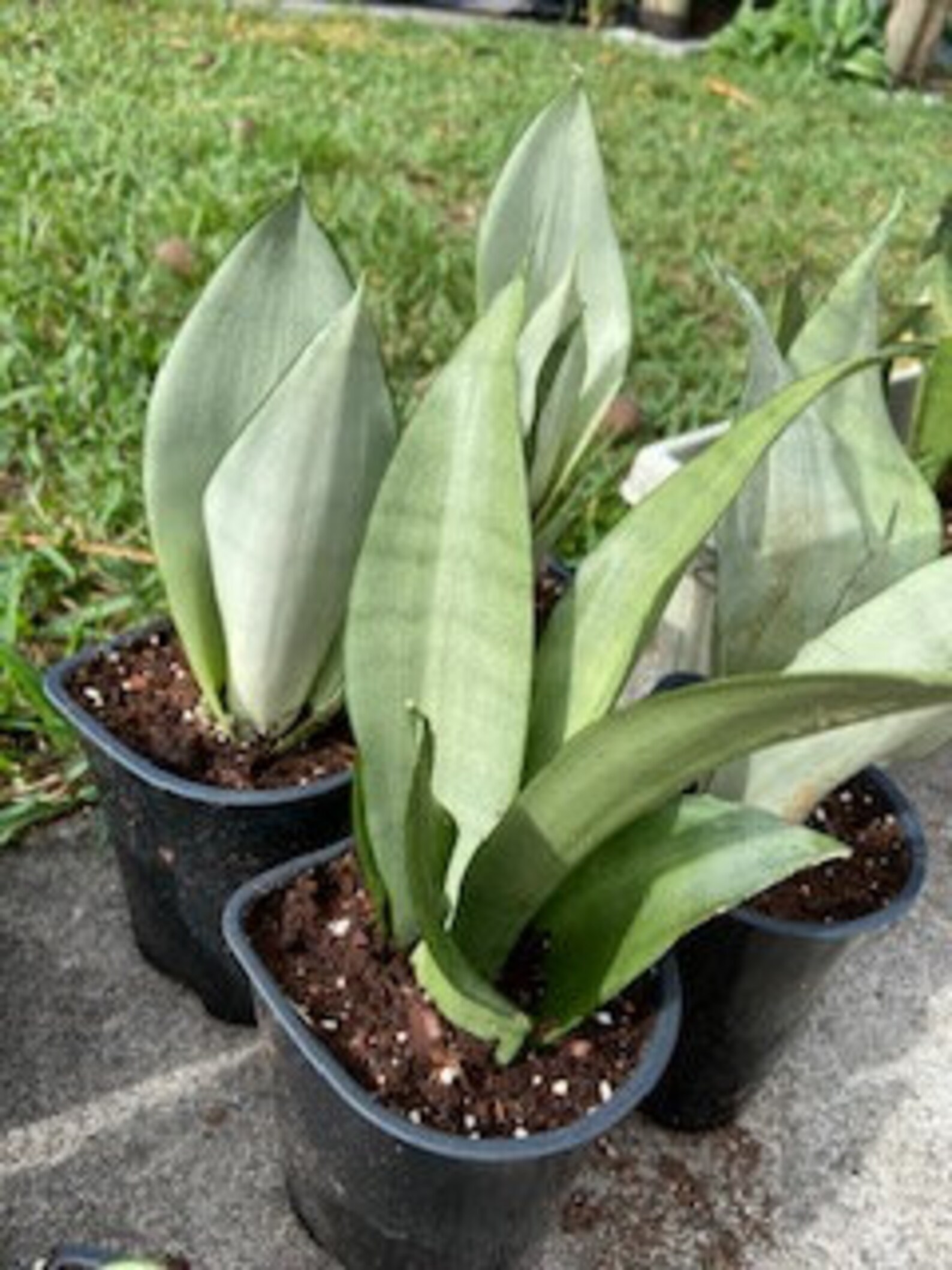 Snake Plant LIVE Plant ASSORTED COLORS Etsy