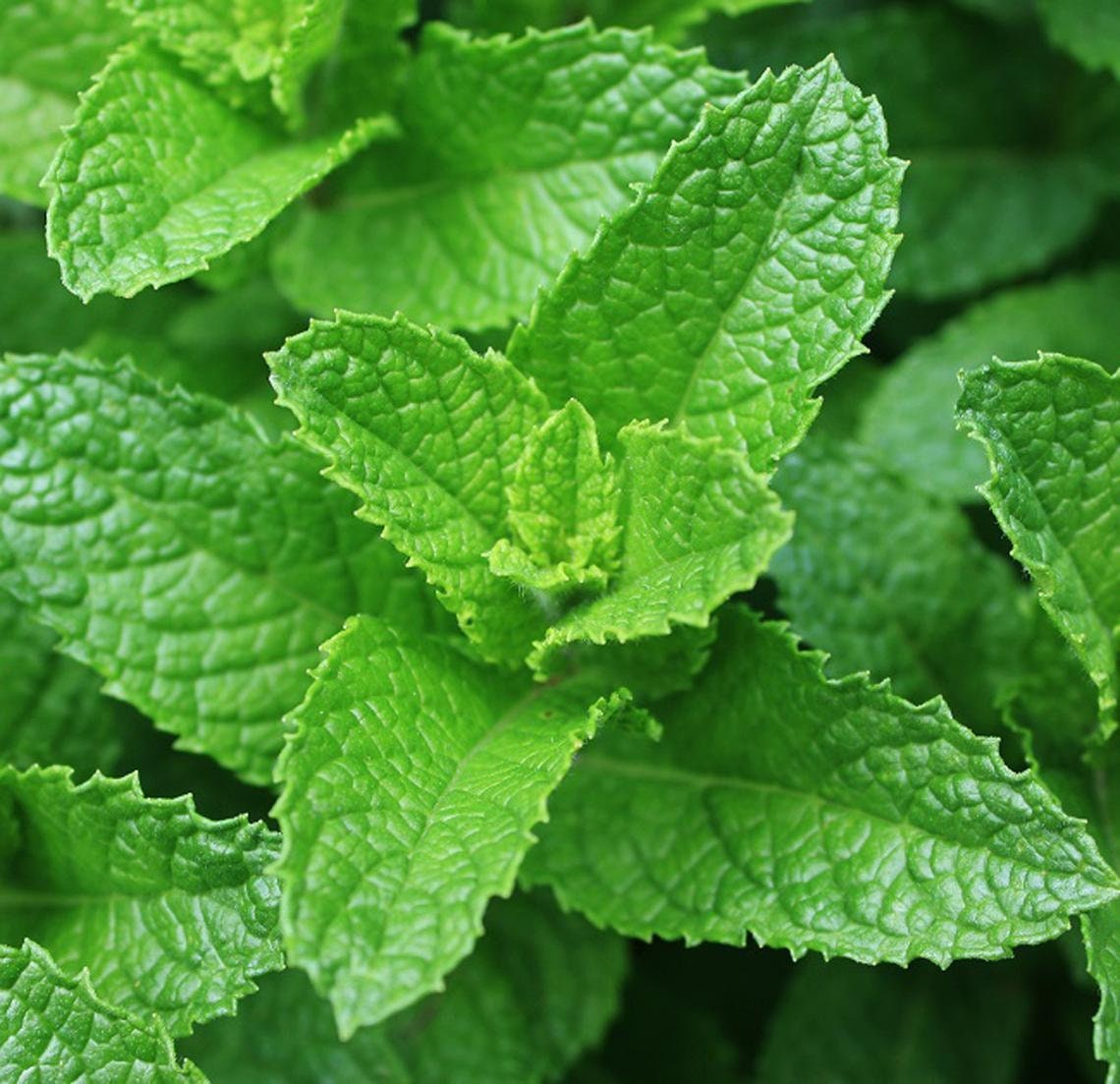 Spearmint LIVE Plant Yerba Buena Mojito Mint Etsy
