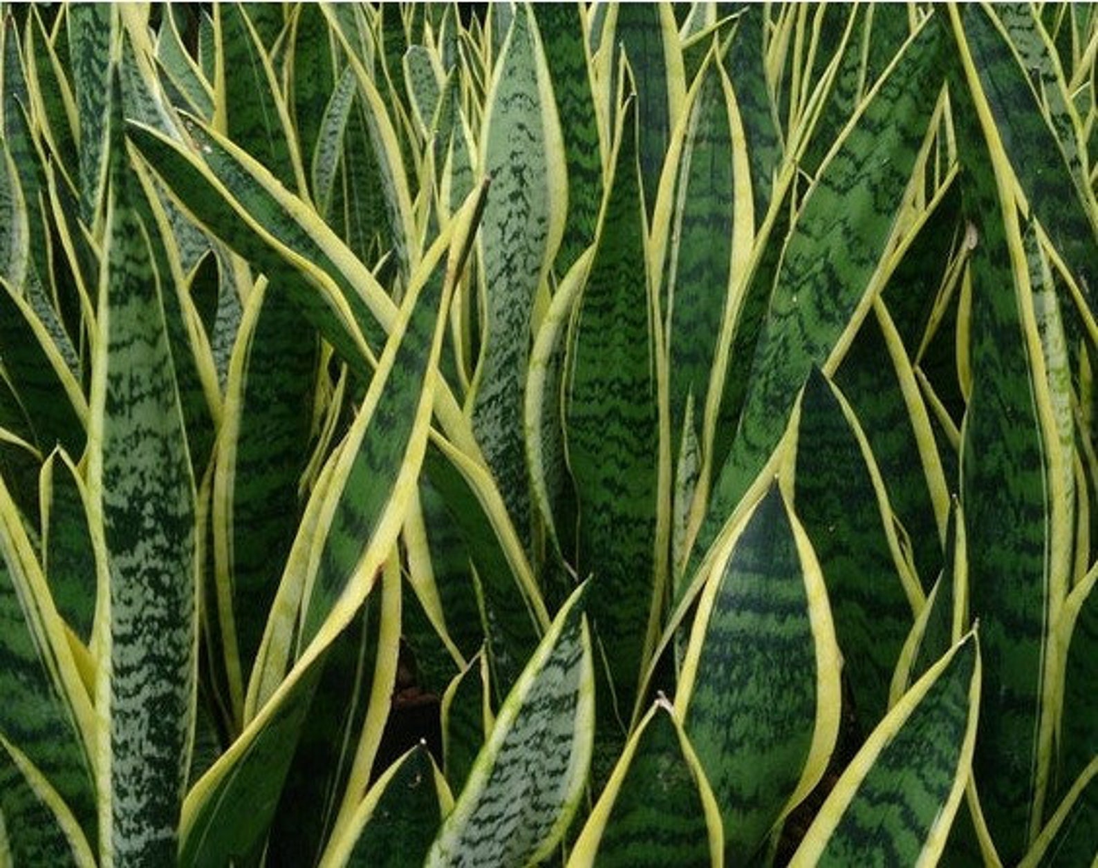 Snake Plant LIVE Plant ASSORTED COLORS Etsy