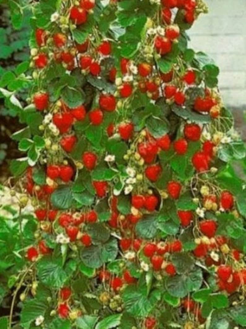 Climbing Strawberry RARE Starter Plant LIVE Rooted Clone Etsy