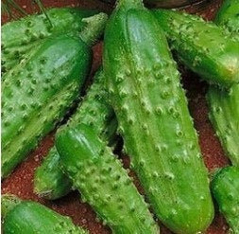 Cucumber Bush Pickle LIVE Plant Etsy