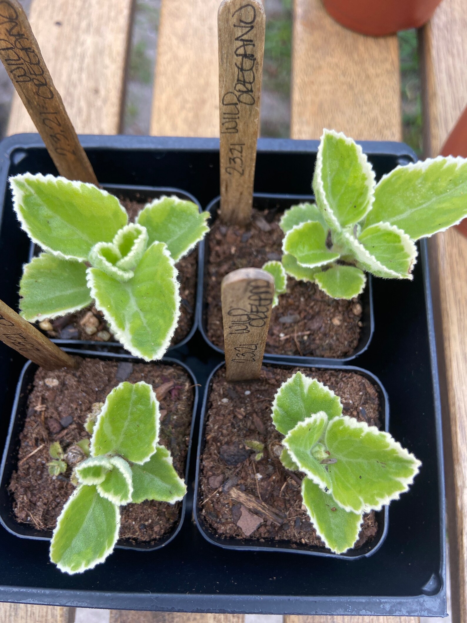 Wild Oregano LIVE Plant Better known as Cuban Oregano Etsy