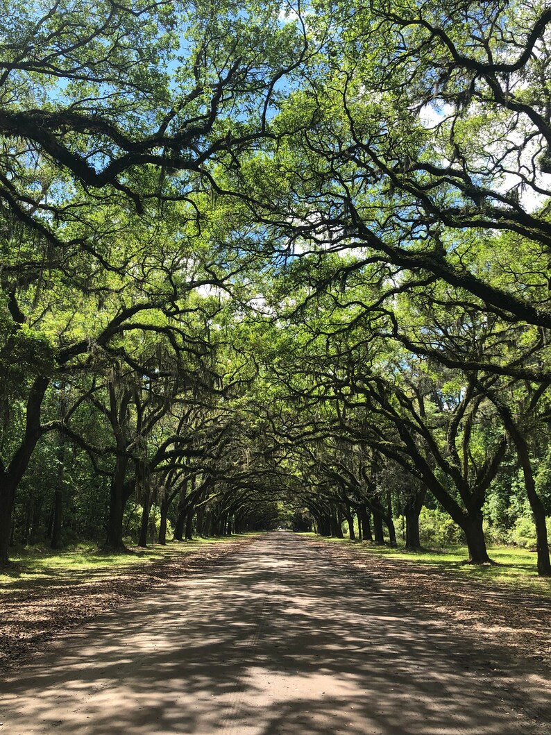 Savannah GA Cross Stitch Pattern Etsy