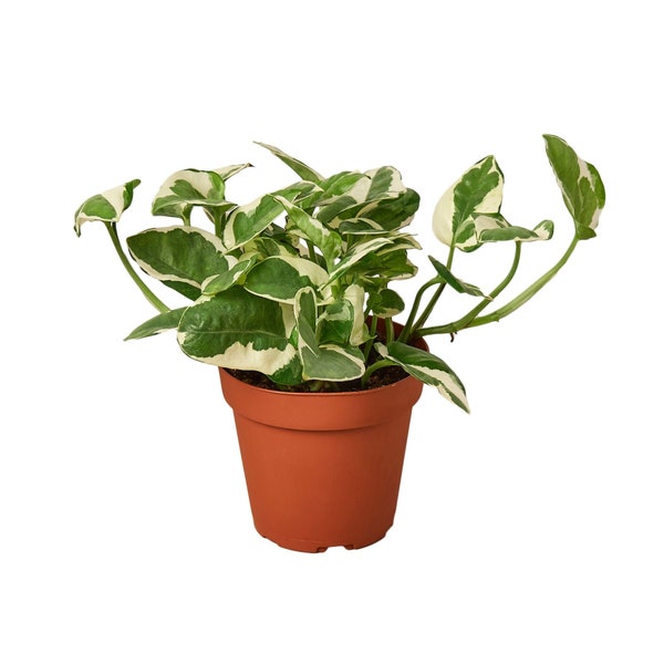 Pothos 'N'joy' - Low Maintenance