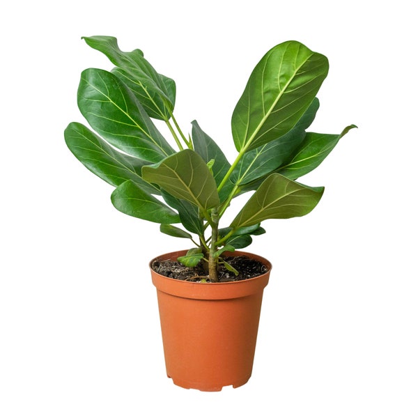 Ficus 'Audrey' - 4 Pot