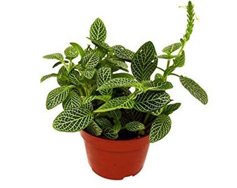 Fittonia 'White Nerve Plant'