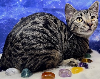 Cat Picks Crystals | Intuitively Chosen by Rowan She/Her | Tumbled Stones, Raw Crystals, & Carvings