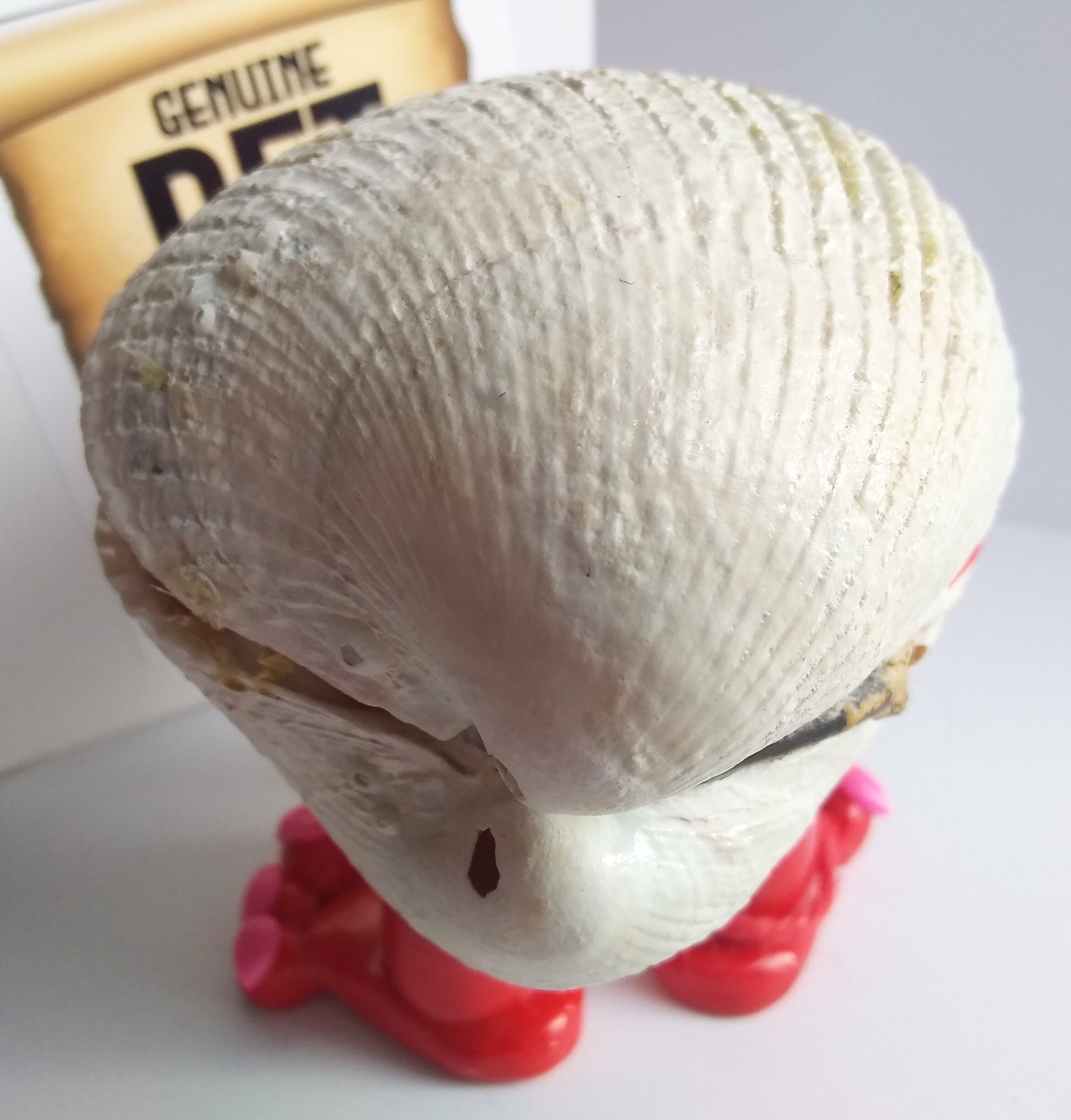 Genuine Pet Clam Shells from the Salish Sea Special Etsy