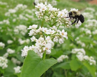 200  Buckwheat seeds