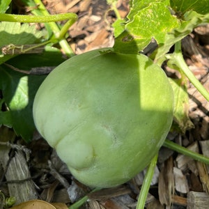 50 Honey melon seeds organic