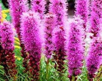 Perennial 25 Dense blazing star seeds zone 3-10