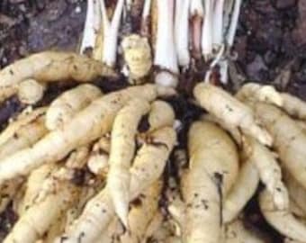 Perennial  25+ Skirret seeds  Zones 4-9 Organic (seeds need cold to germinate .do  best winter sowing.