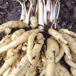 Perennial  25+ Skirret seeds  Zones 4-9 Organic (seeds need cold to germinate .do  best winter sowing.