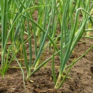 Perennial 100 Japanese heshiko onion seeds