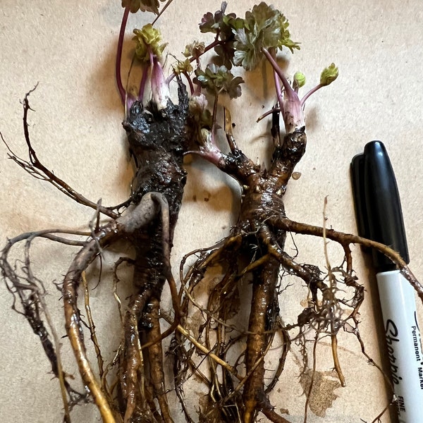 Perennial 2 Mckana giants columbine bare root plant