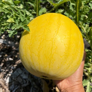 20 Lemon drop watermelon seeds