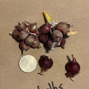 Perennial Egyptian Walking Onion zones 3-9 Organic